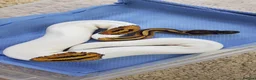 Python Snake reptiles for sale: CB20 Pied Royal Python (poss het OG) - Advert 1