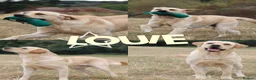 Labrador Retriever dogs for stud: KC Fully Tested Yellow Lab for Stud Only - Advert 2