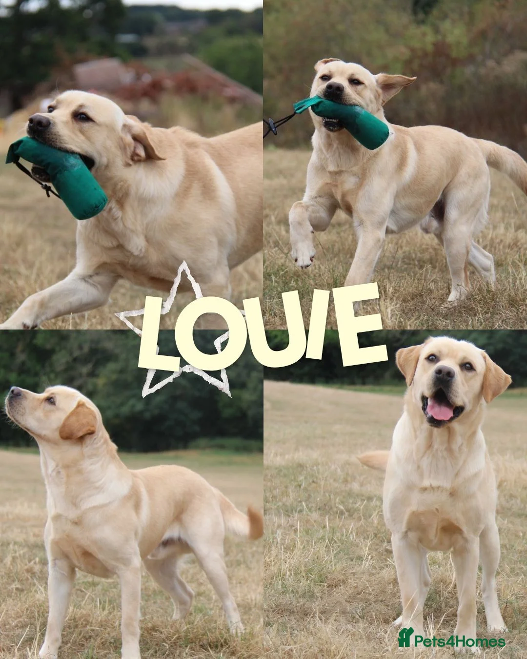 Labrador Retriever dogs for stud: KC Fully Tested Yellow Lab for Stud Only - Advert 2