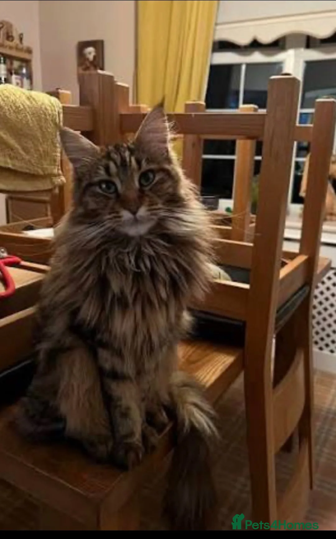 Maine Coon cats for sale: King Maine coones👑 - Advert 4