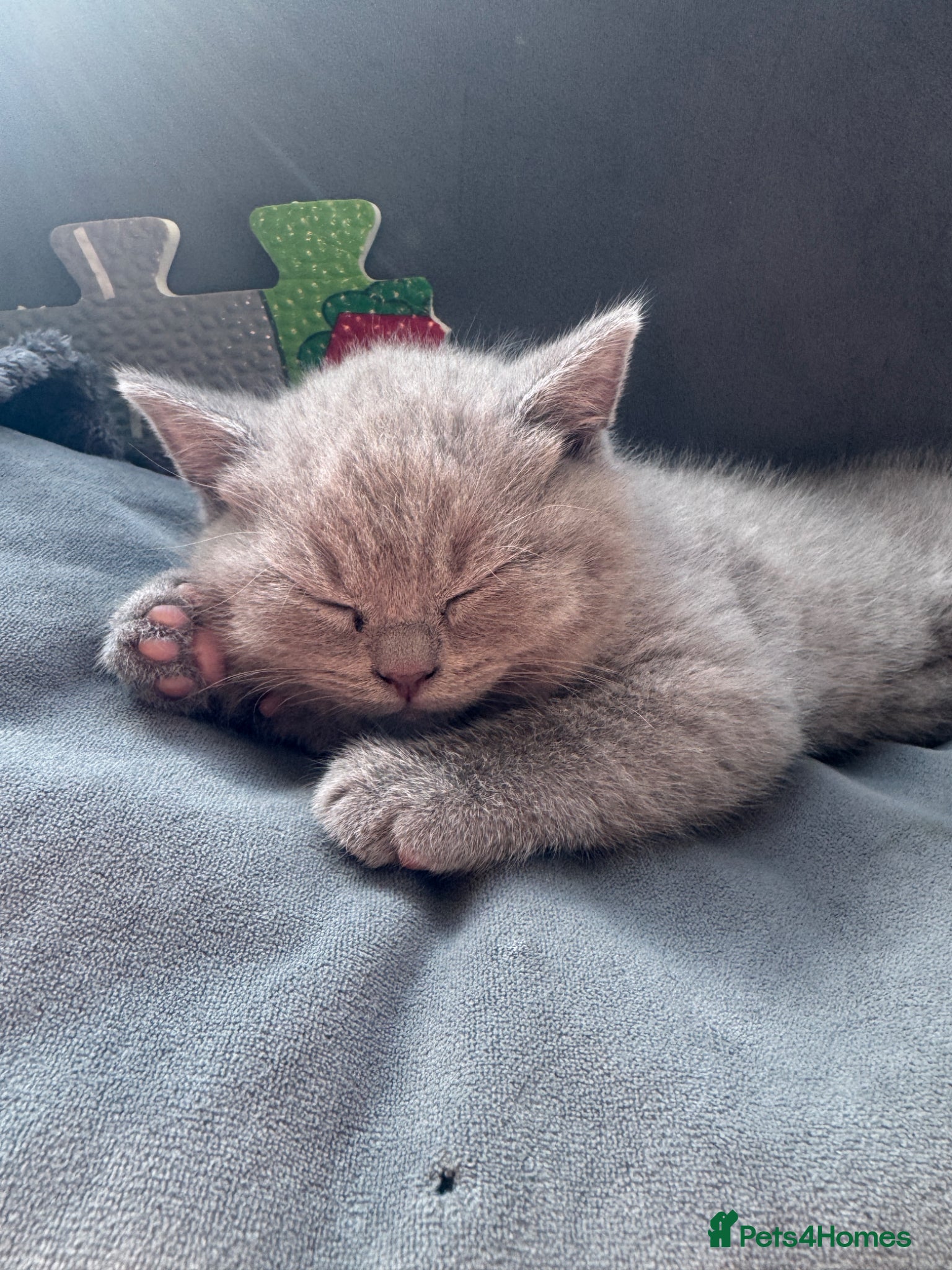 British Shorthair cats for sale: Beautiful British shorthair kittens  - Advert 12