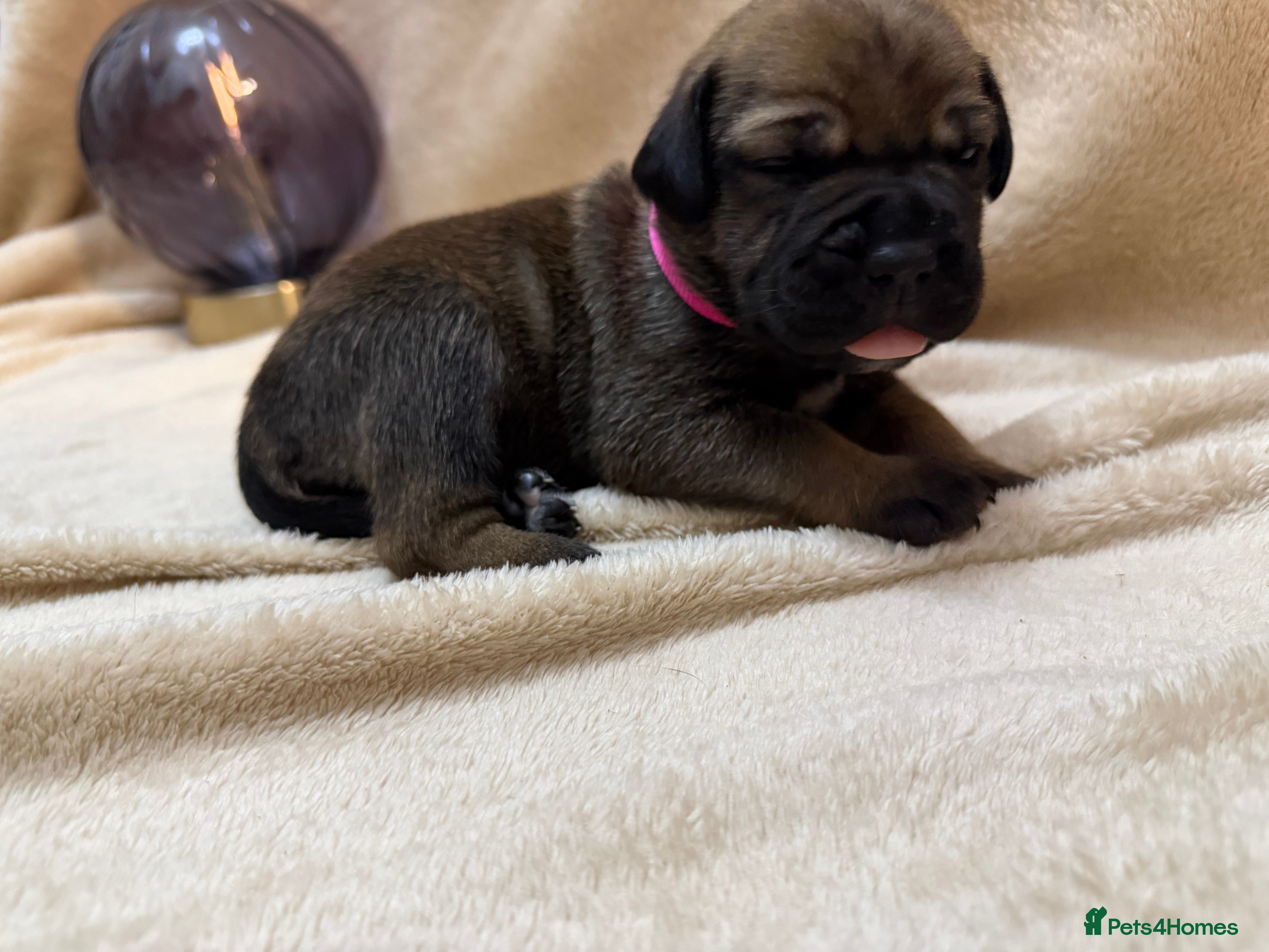 Cane Corso dogs ICF/ICCF Champion 6th GENERATION Cane Corso pups - Advert 2