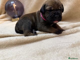 Cane Corso dogs ICF/ICCF Champion 6th GENERATION Cane Corso pups - Advert 2