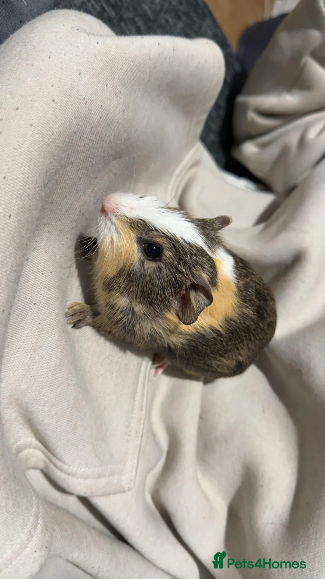 Guinea Pig rodents for sale: Male guineapig in Peterborough - Advert 1