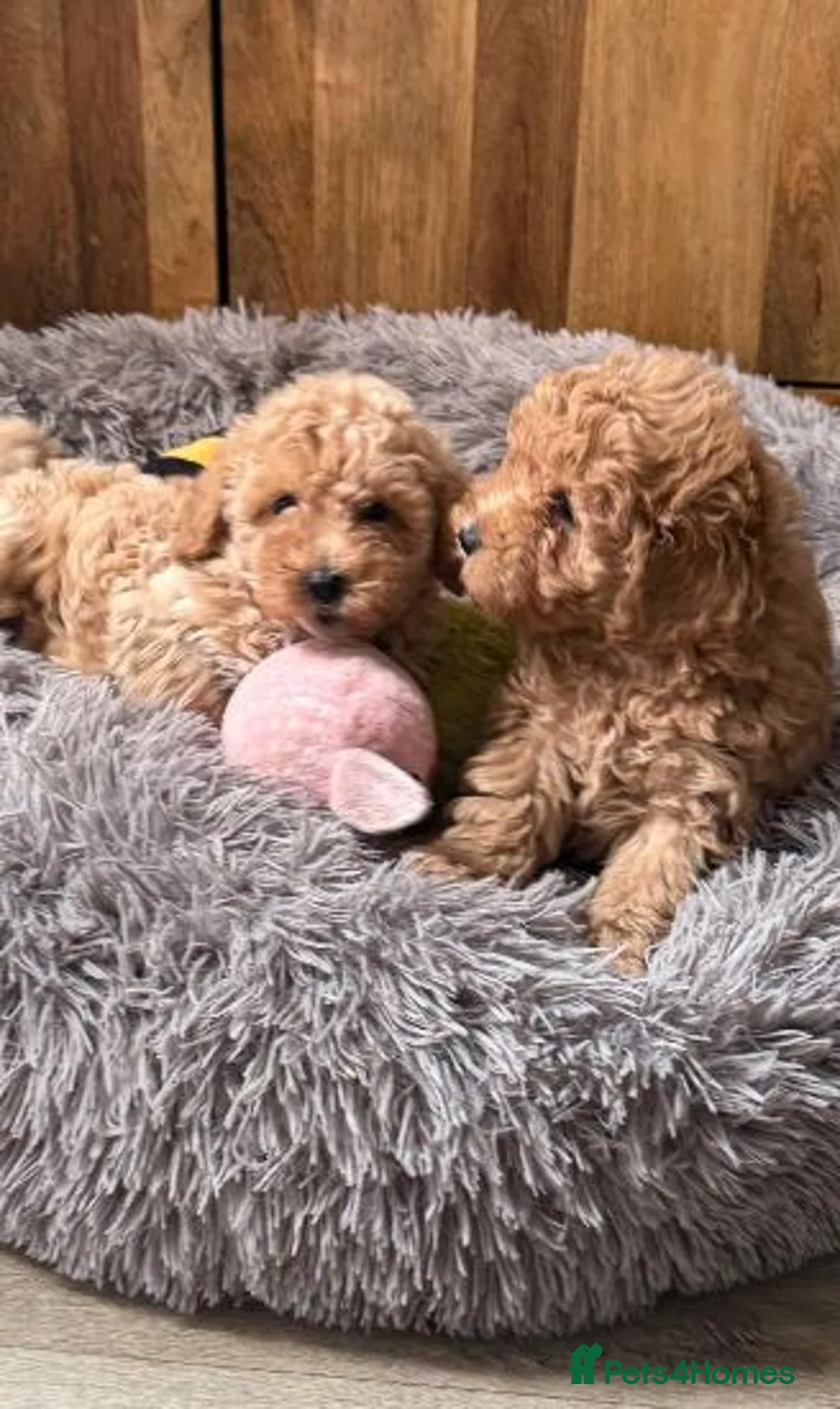 Toy Poodle dogs for sale: Toy Poodle puppies, male x2, ready now in Accrington - Advert 7