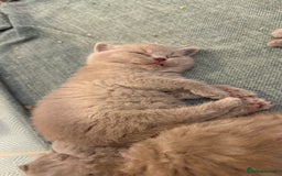 British Shorthair cats for sale: Price reduced Reg gccf Liliac BSH two female  - Image 10