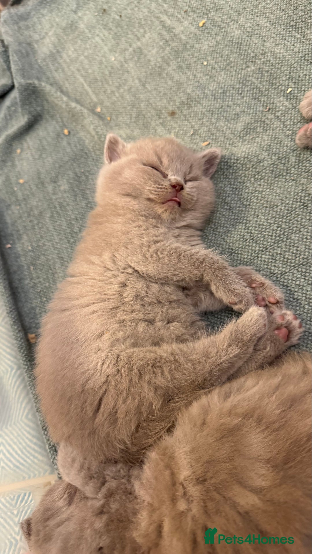 British Shorthair cats for sale: Price reduced Reg gccf Liliac BSH two female  - Image 10