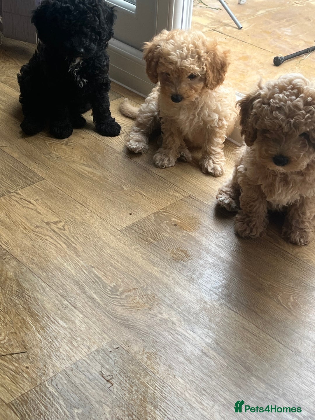 Cavapoo dogs for sale: F1b cavapoo puppies  in Kidderminster - Image 12
