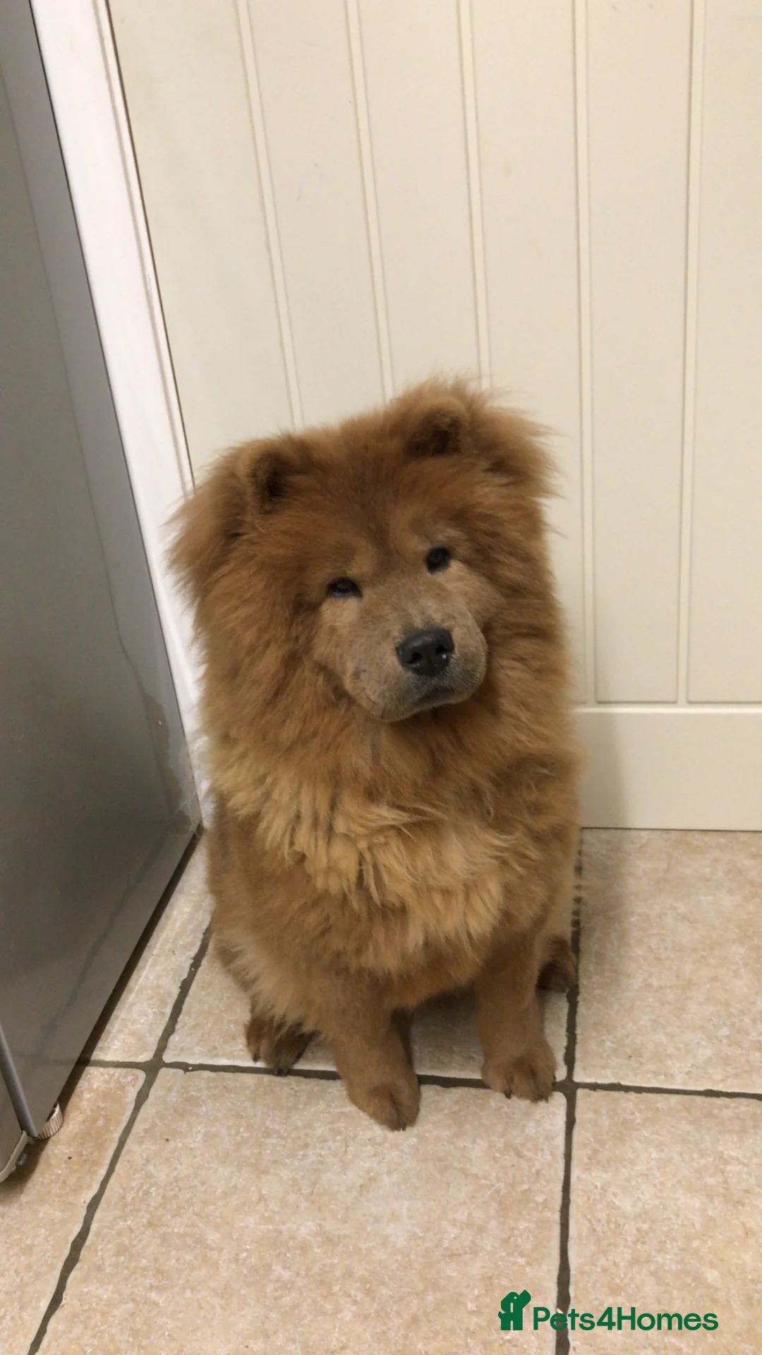 Chow Chow dogs for sale: Female Chow Chow - Chocolate  - Advert 6