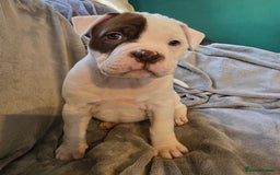 Mixed Breed dogs for sale: Bulldog mix puppies - Advert 4