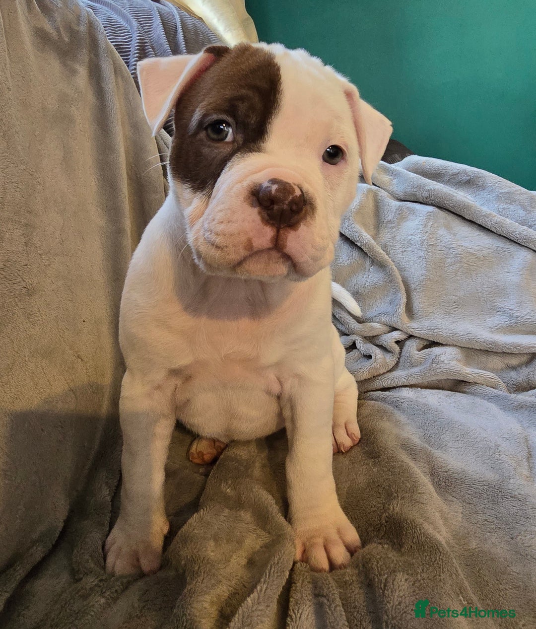 Mixed Breed dogs for sale: Bulldog mix puppies - Advert 4