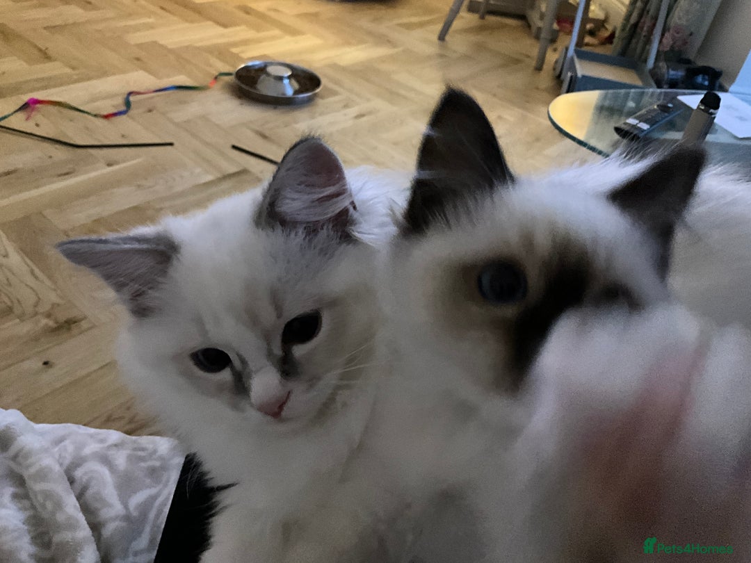 Ragdoll cats for sale: Adorable Loving blue mitted lynx - Image 27