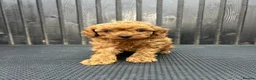 Cavapoo dogs for sale: RARE  **  CAVAPOOS dna tested parents  in Nottingham - Advert 19