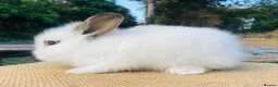 Lionhead rabbits for sale: Stunning double maned lionhead rabbits - Advert 5