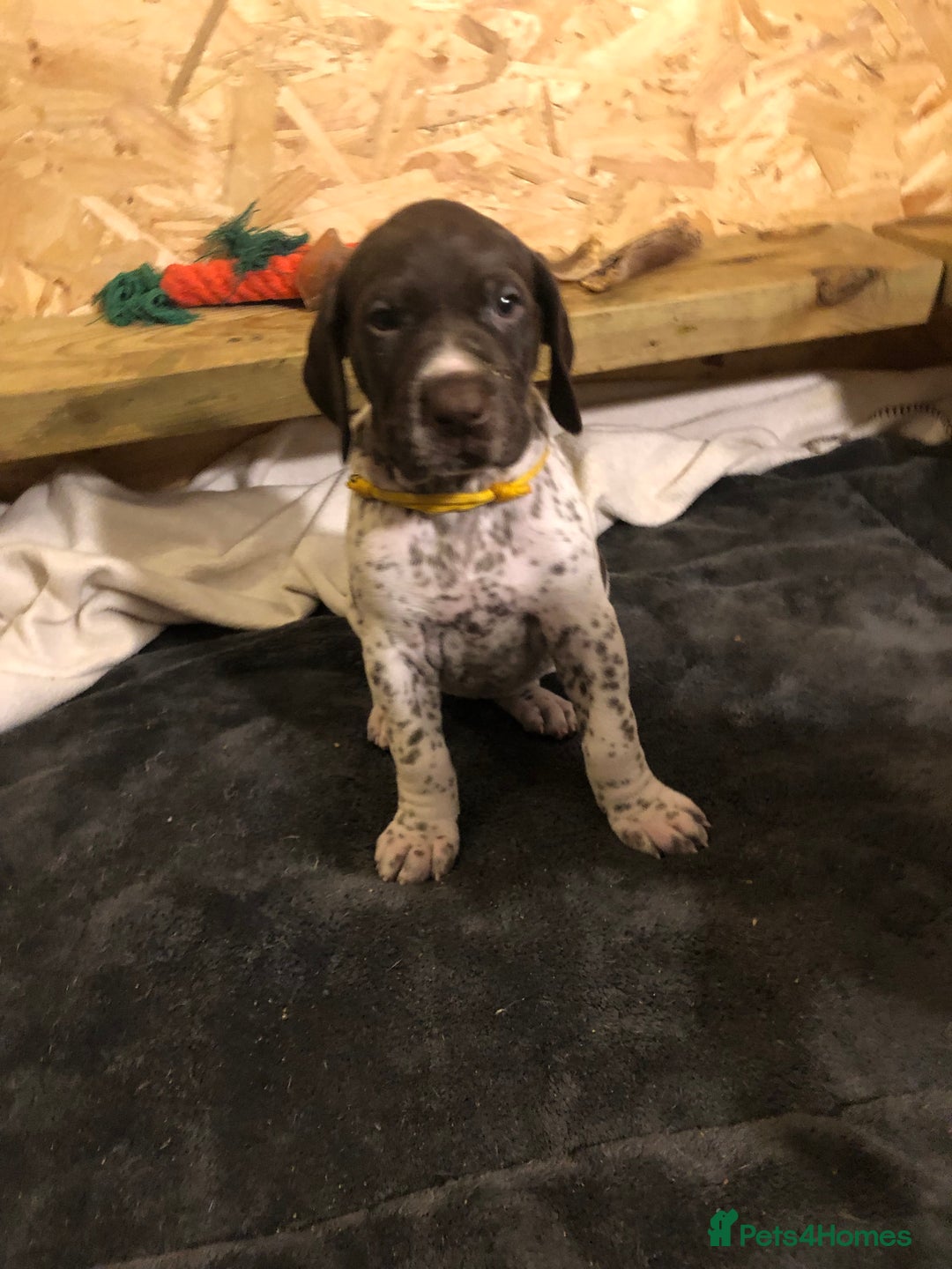 German Shorthaired Pointer dogs for sale: ALL RESERVED  - Advert 2