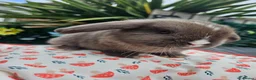 Mini Lop rabbits for sale: Chocolate vm mini lop - Advert 2