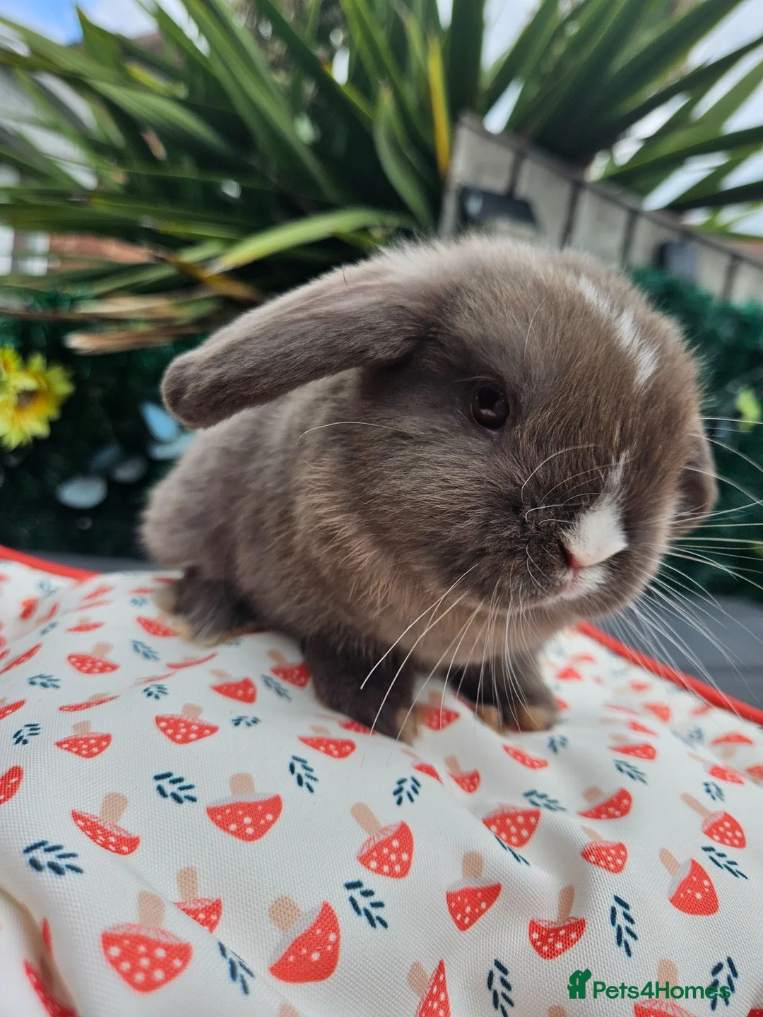 Mini Lop rabbits for sale: Chocolate vm mini lop - Advert 2