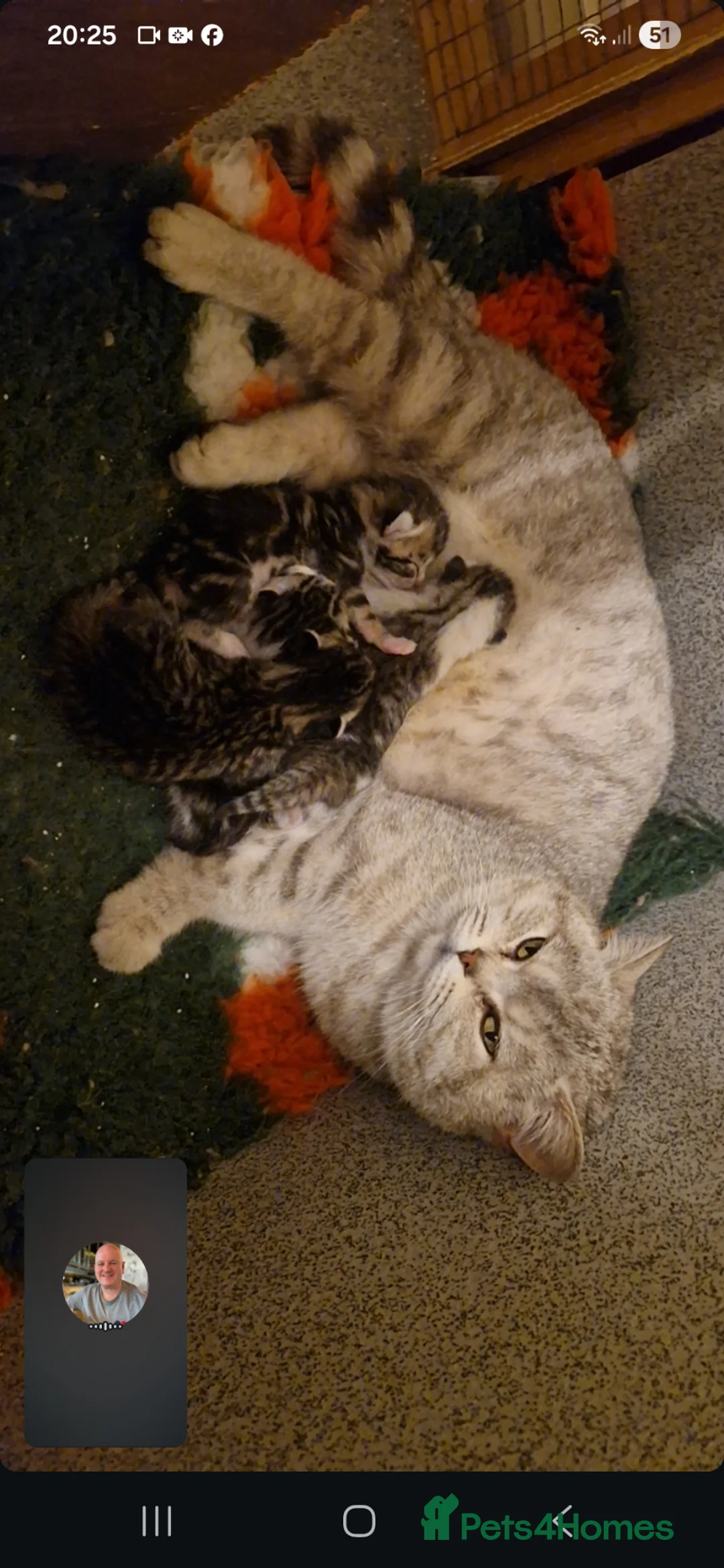 Mixed Breed cats for sale: British Short Hair x domestic  - Advert 2