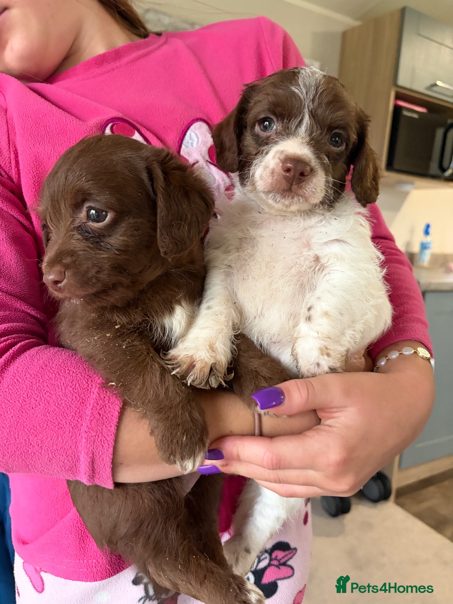 Jackapoo dogs 4 available pack poo puppy’s  - Advert 1