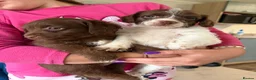 Jackapoo dogs for sale: 4 available pack poo puppy’s  - Advert 1