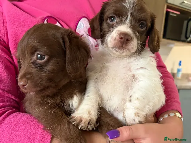 Jackapoo dogs 4 available pack poo puppy’s - Advert 1
