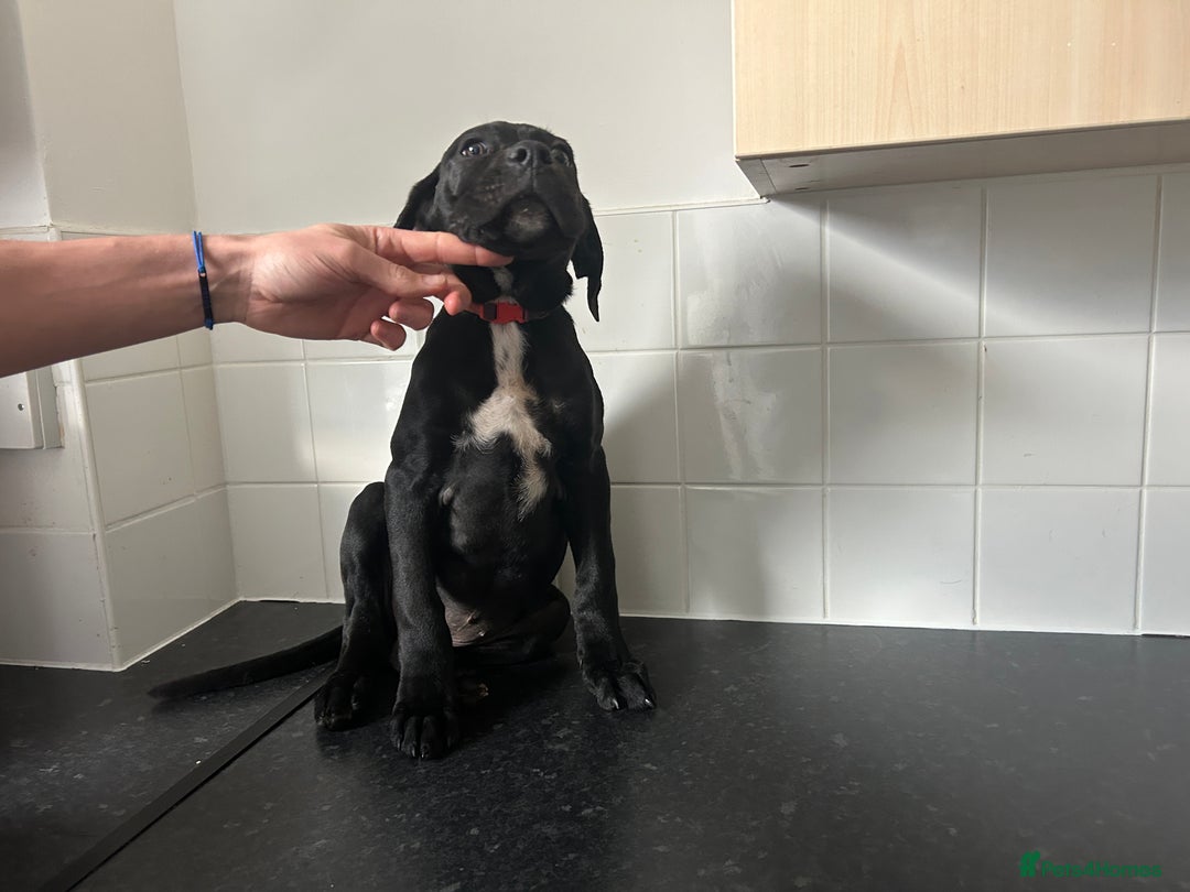 Cane Corso dogs for sale: Cane corso puppies  - Image 11