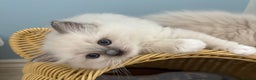 Ragdoll cats for sale:  gccf blue mitted girl simply stunning  - Advert 3