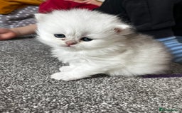British Longhair cats for sale: ✨ Three adorable British Short/longhair kittens  - Image 9