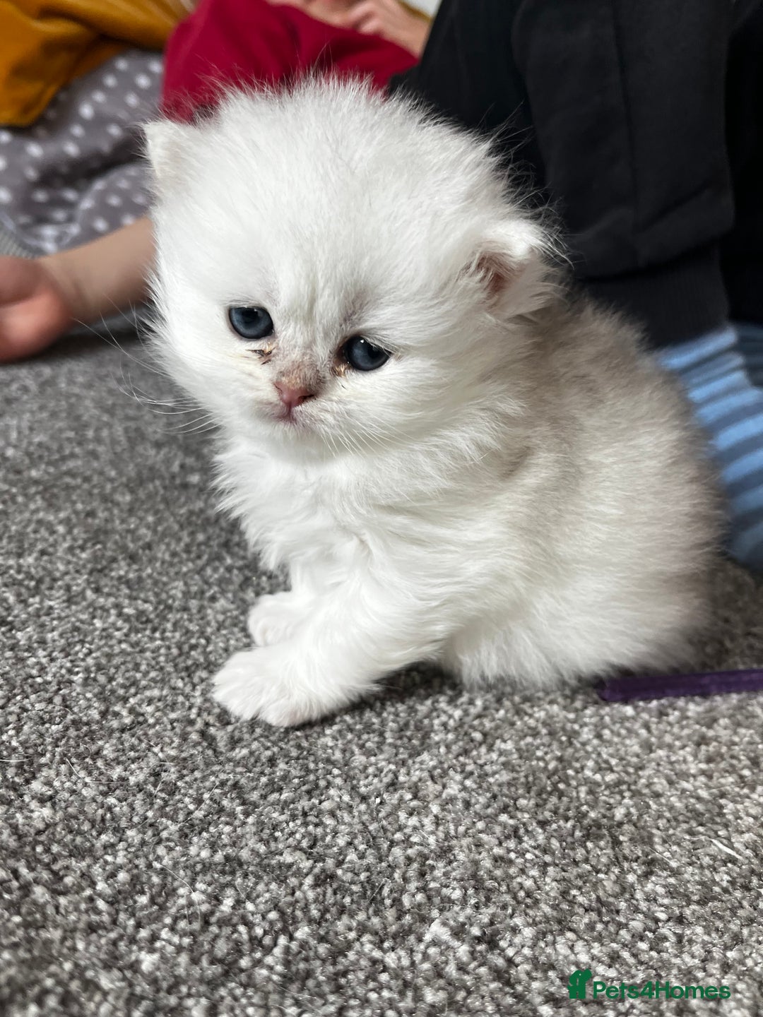 British Longhair cats for sale: ✨ Three adorable British Short/longhair kittens  - Image 9