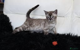 Bengal cats for sale: Stunning Bengal kittens - Image 17
