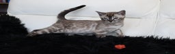 Bengal cats for sale: Stunning Bengal kittens - Advert 17