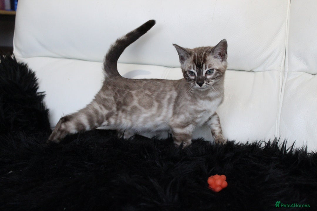 Bengal cats for sale: Stunning Bengal kittens - Image 17