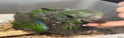 Parrots birds for sale: Baby parrots ready soon  - Advert 3