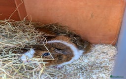 Guinea Pig rodents for sale: Two boars and hutch - Image 3
