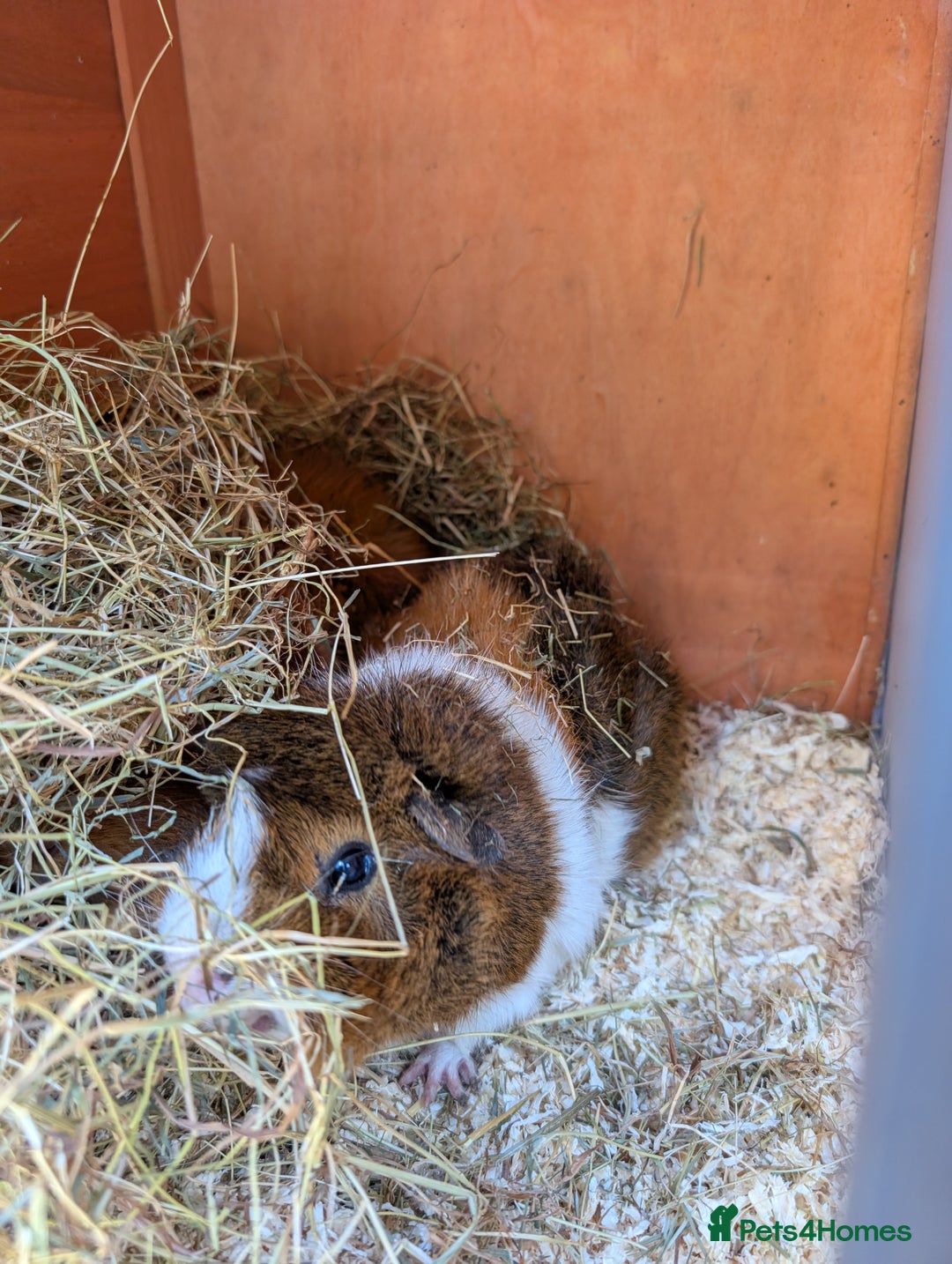 Guinea Pig rodents for sale: Two boars and hutch - Image 3
