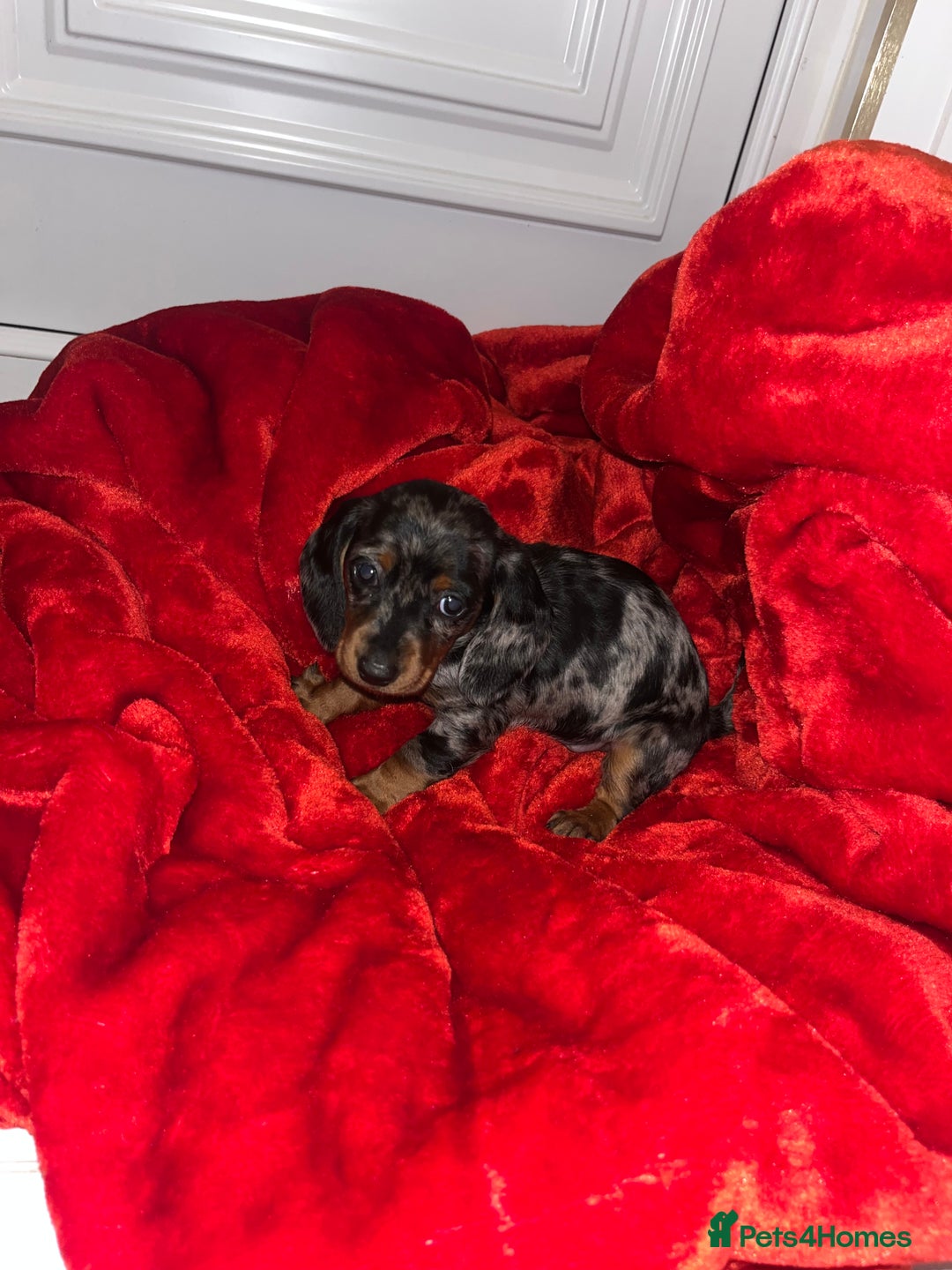 Dachshund dogs for sale: Dachshund  puppies  - Advert 17