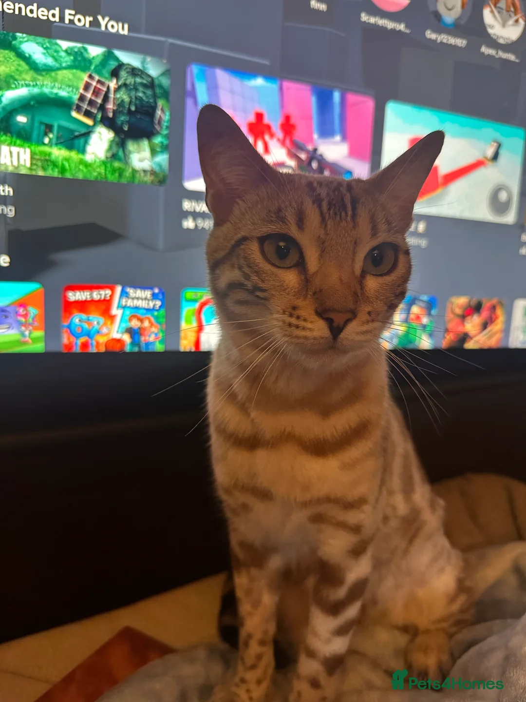 Bengal cats for sale: Beautiful young female Bengal  - Advert 2