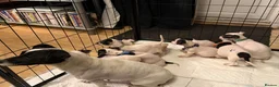 Jack Russell dogs for sale: Jack Russell puppies  in Epsom - Advert 5
