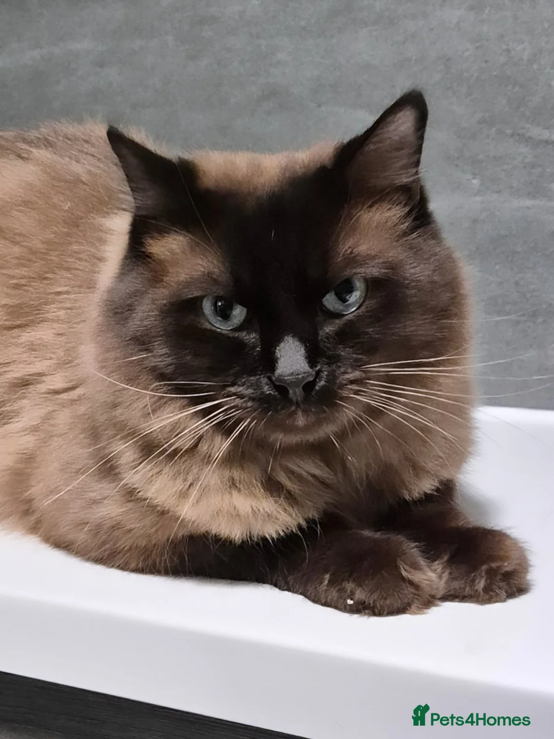 Ragdoll cats for stud: Ragdoll Seal Sepia Stud Genetically Tested 🐾 in London - Advert 7