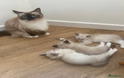 Ragdoll cats for sale: Stunning ragdoll kittens - Image 12
