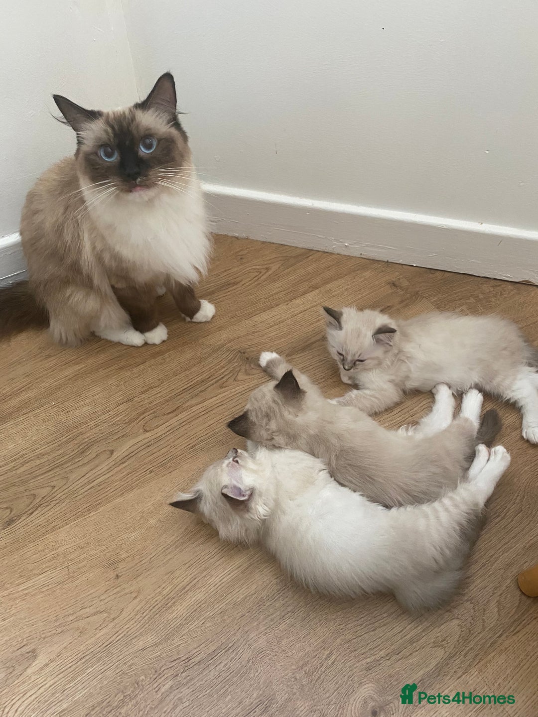 Ragdoll cats for sale: Stunning ragdoll kittens - Image 12