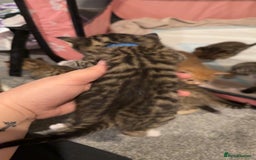 Mixed Breed cats for sale: 9 Mixed Bengal Kittens For Sale - Image 9
