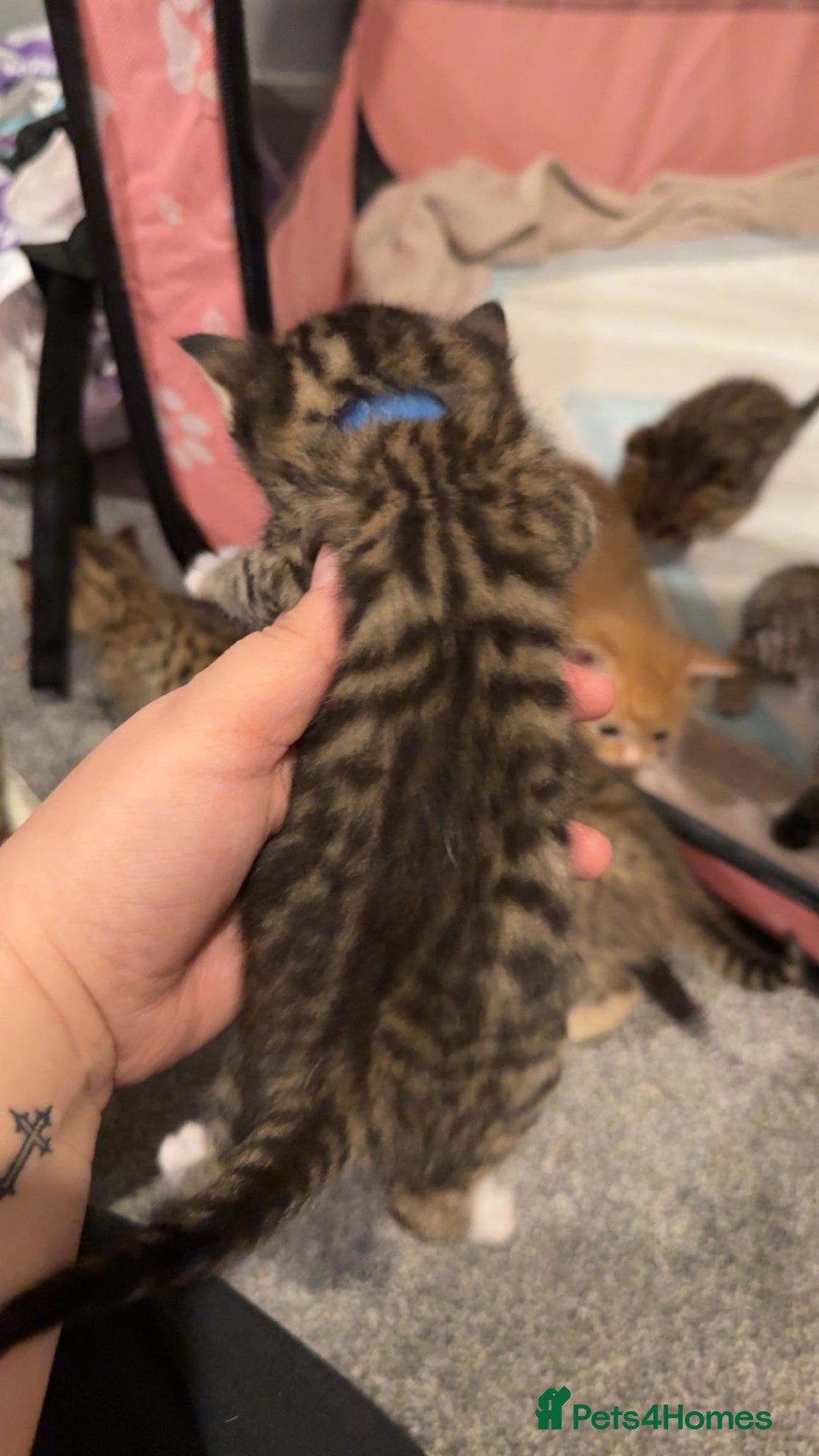 Mixed Breed cats for sale: 9 Mixed Bengal Kittens For Sale - Image 9