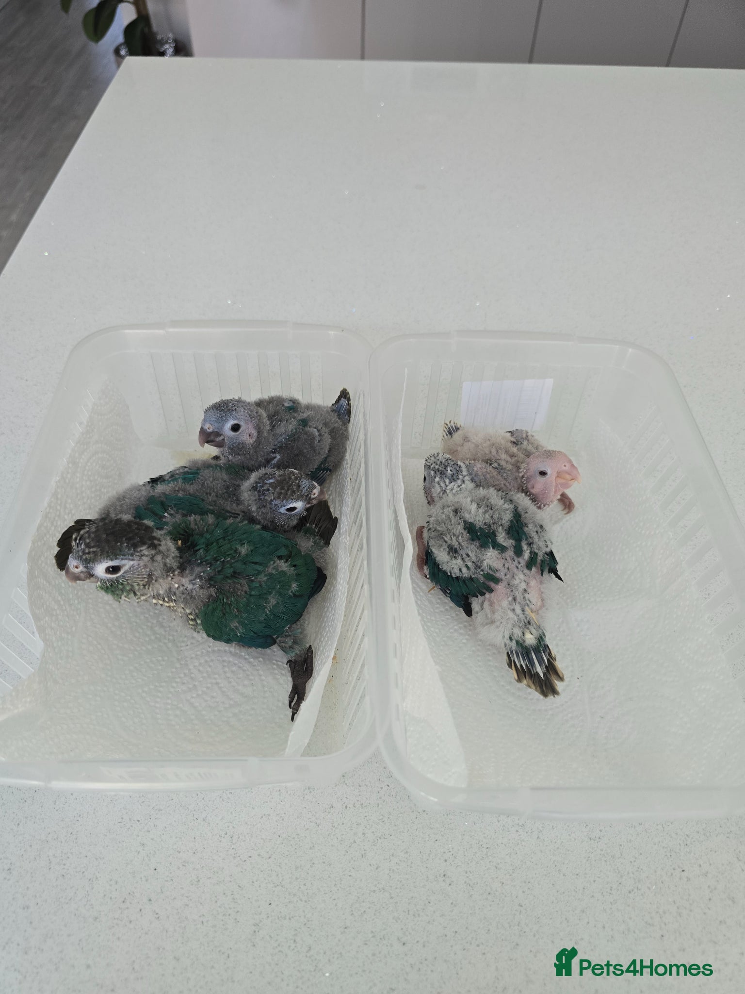 Conures birds Handreared and tame baby conure parrots - Advert 1