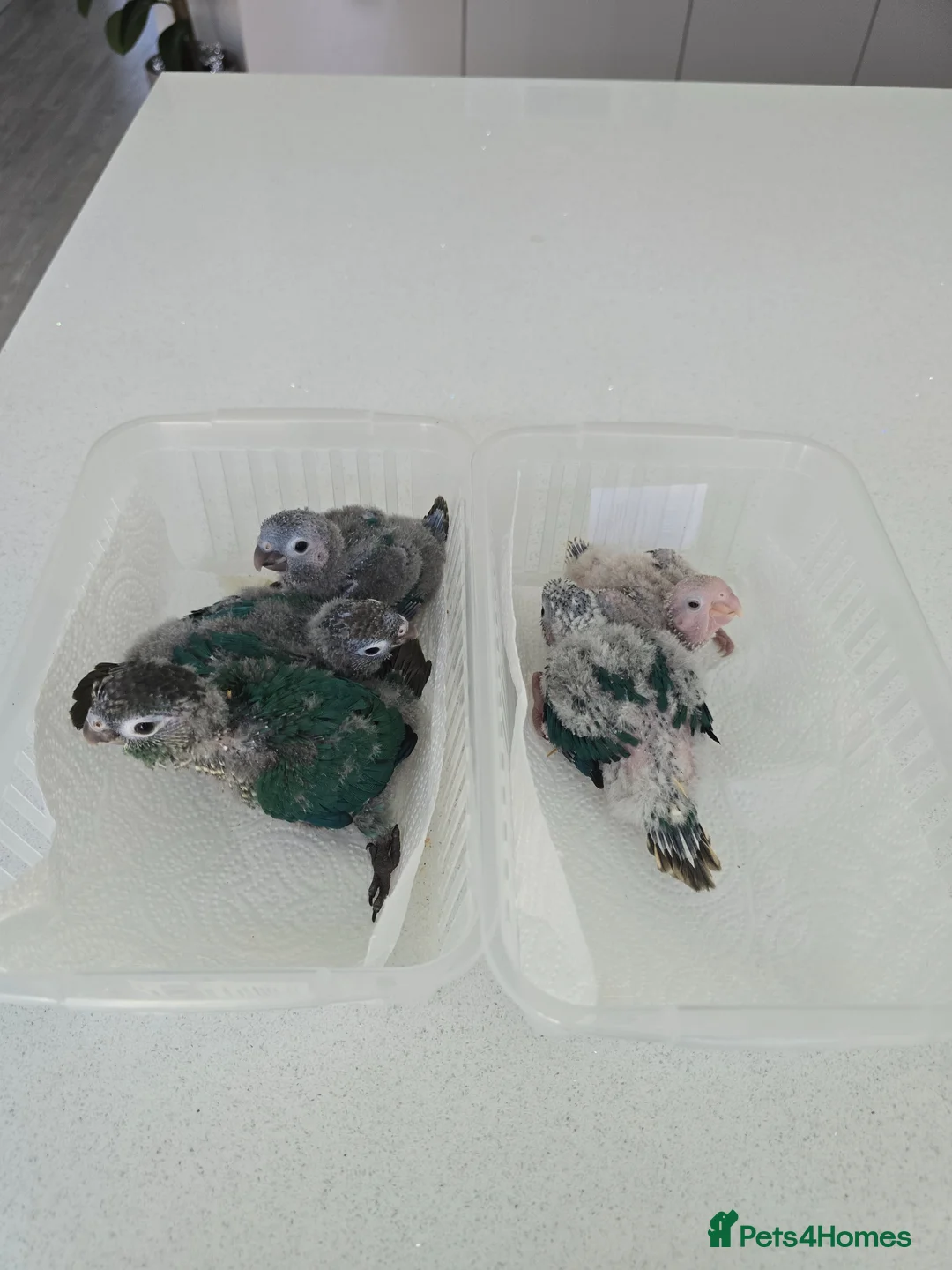 Conures birds for sale: Handreared and tame baby conure parrots - Advert 1