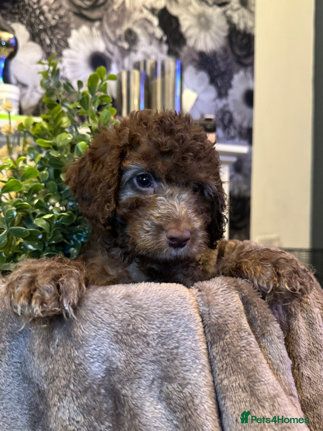 Cockapoo dogs for sale: Miniature Cockapoo Multi Generation  in Darwen - Image 4