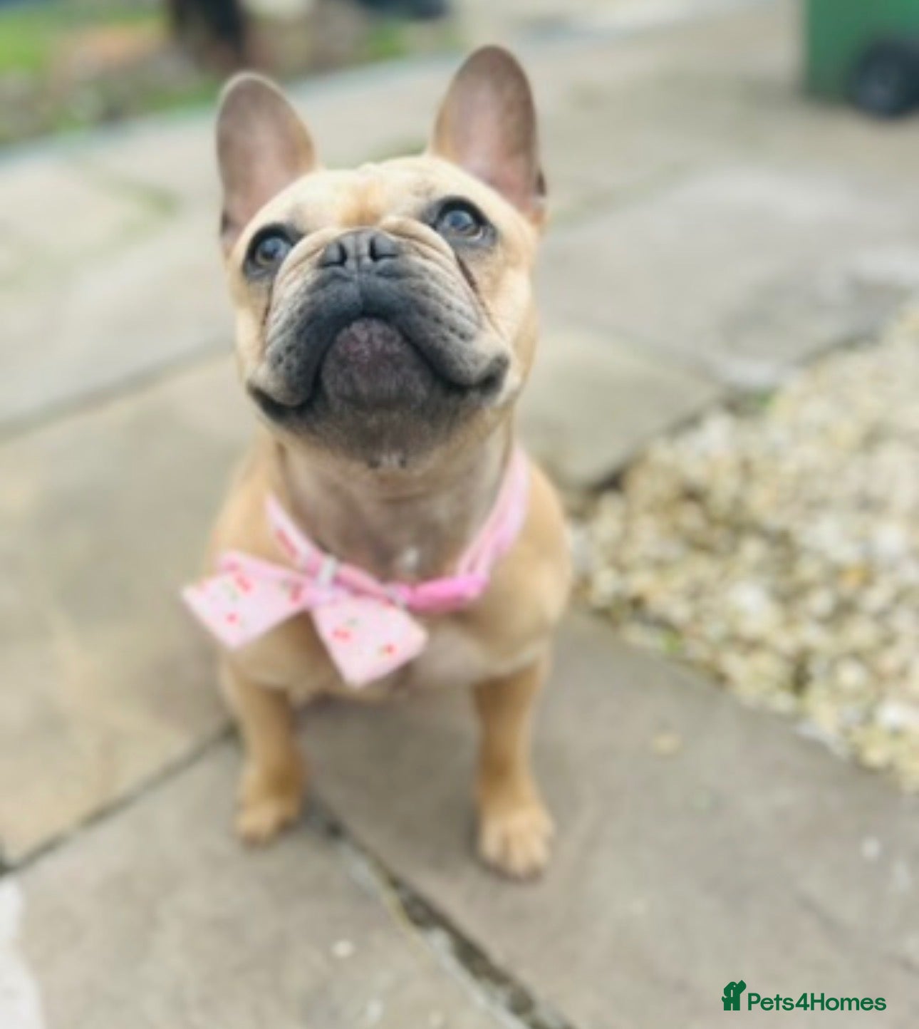 French Bulldog dogs Beautiful French bulldog for sale  - Advert 15