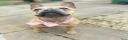 French Bulldog dogs for sale: Beautiful French bulldog for sale  - Advert 1