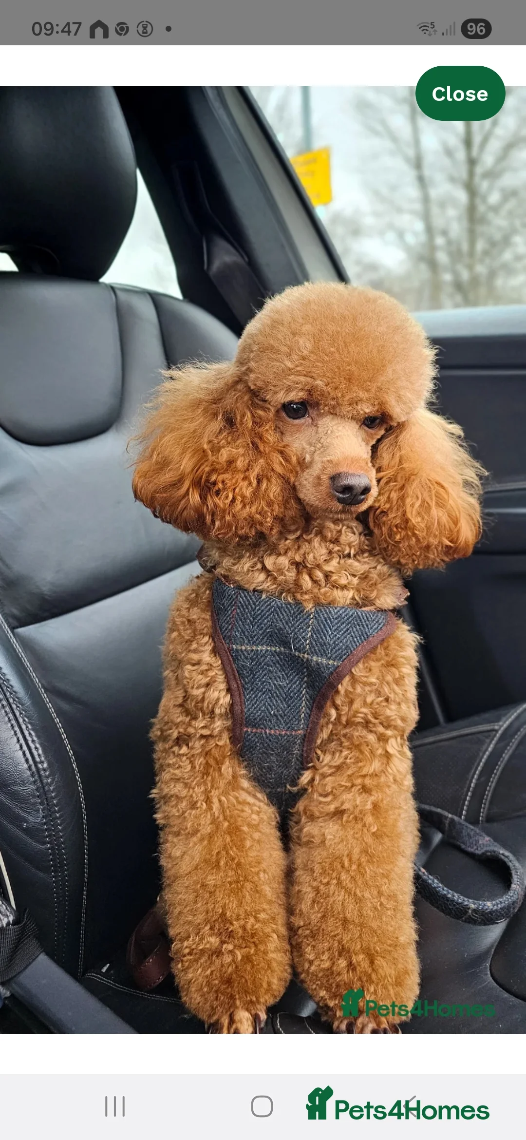 Maltipoo dogs for sale: Beautiful F1B Maltipoo Boy – Ready Now - Advert 2