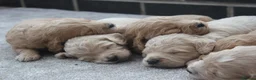 Mini Goldendoodle dogs for sale: Beautiful F1 Goldendoodles - Advert 7